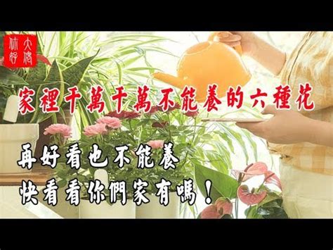 櫻花樹 風水